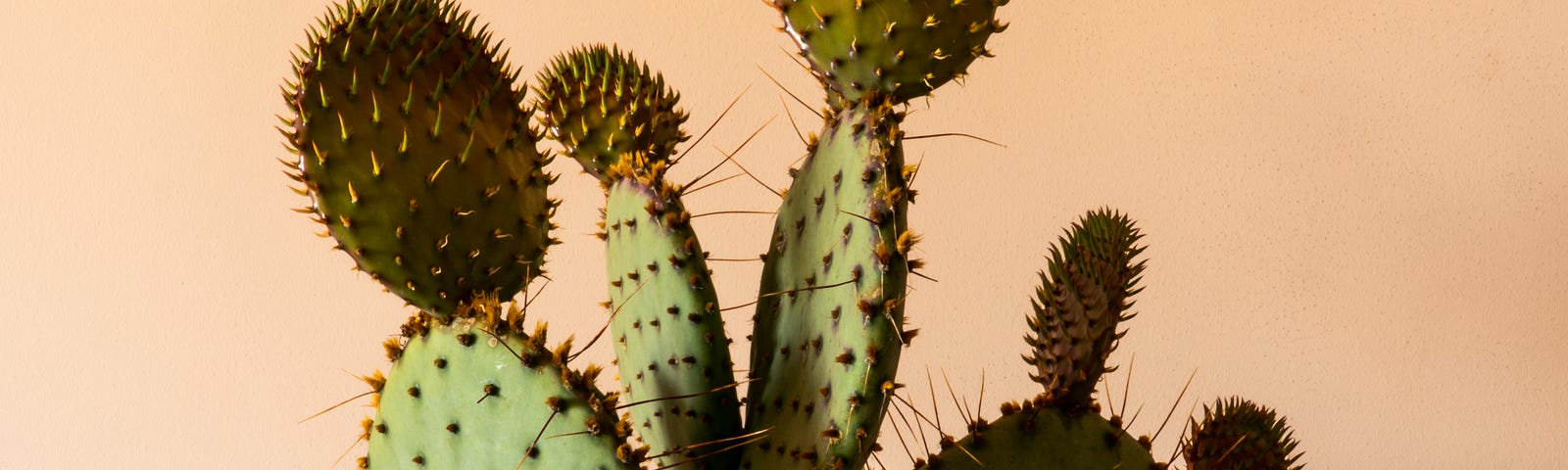 An image of a prickly green cactus.