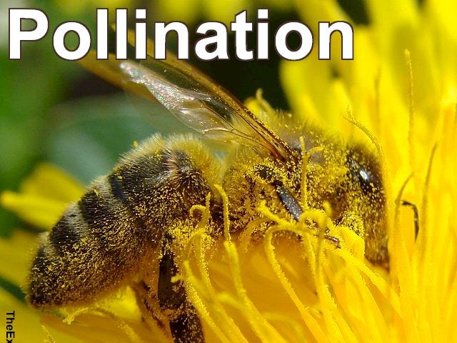 Pollination, see the pollen on the bee as flora and fauna work together to make our environment.