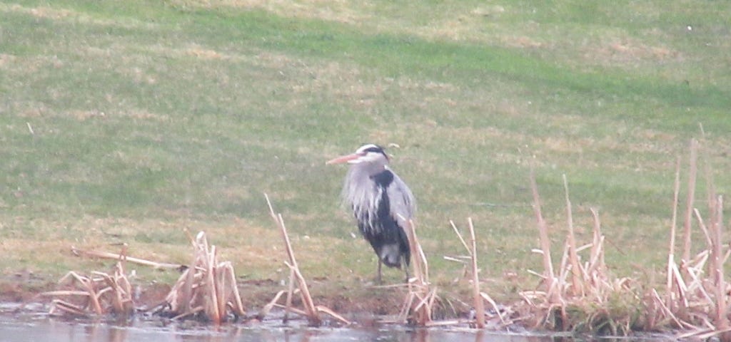 Great blue heron standing at ponds edge with grassy background