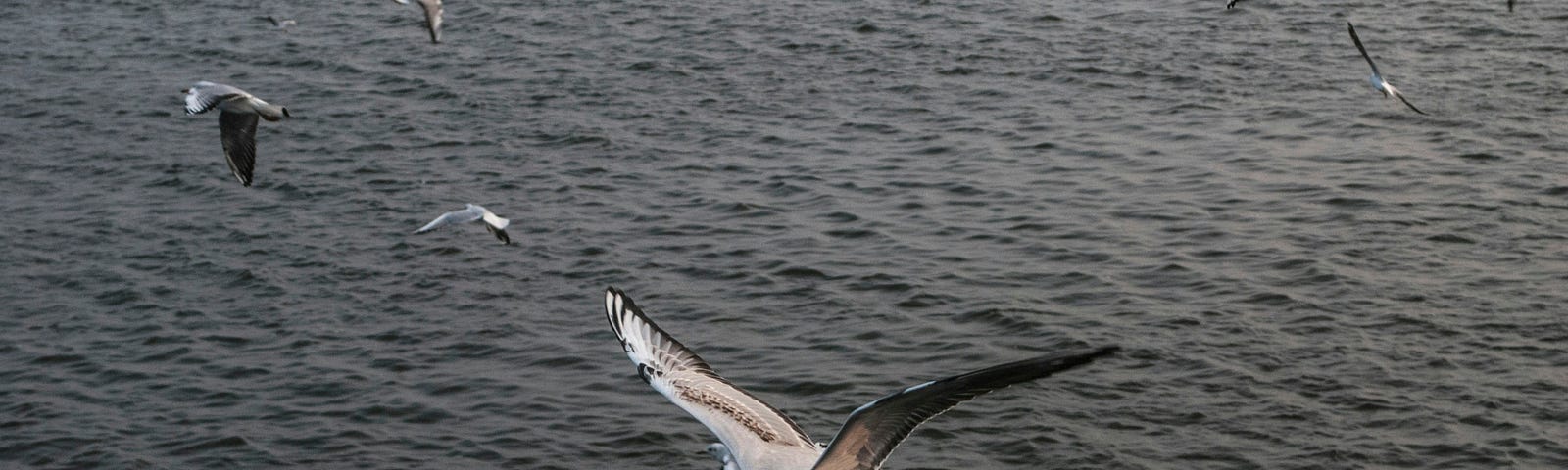 Birds flying over a large body of water.