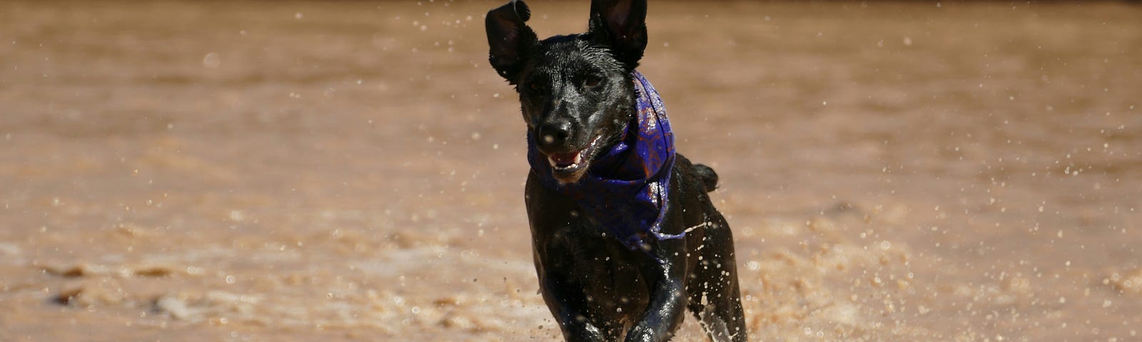 Black dog running in muddy waters.