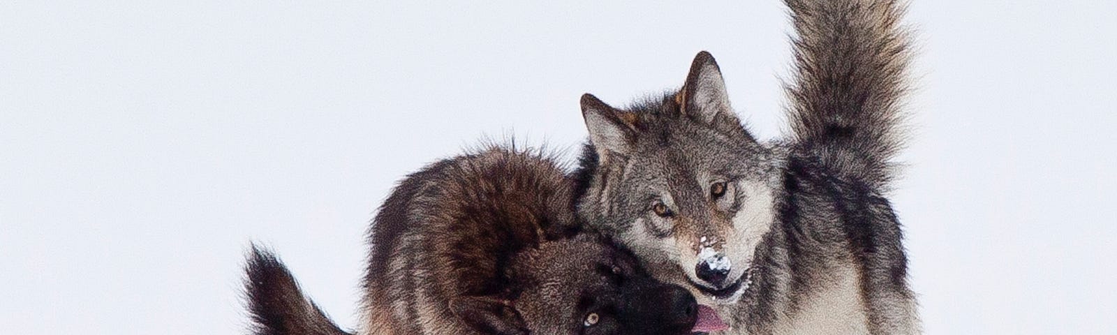 Gray wolf yearlings from Lamar Canyon pack in Yellowstone NP 