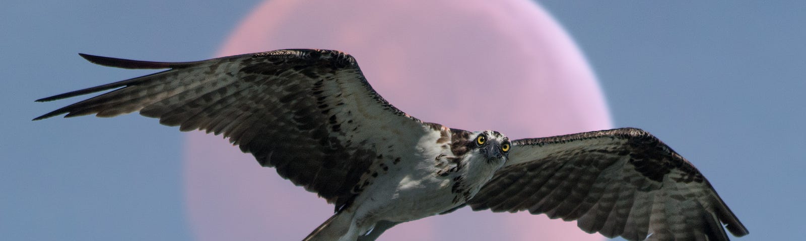 falcon flying before red moon