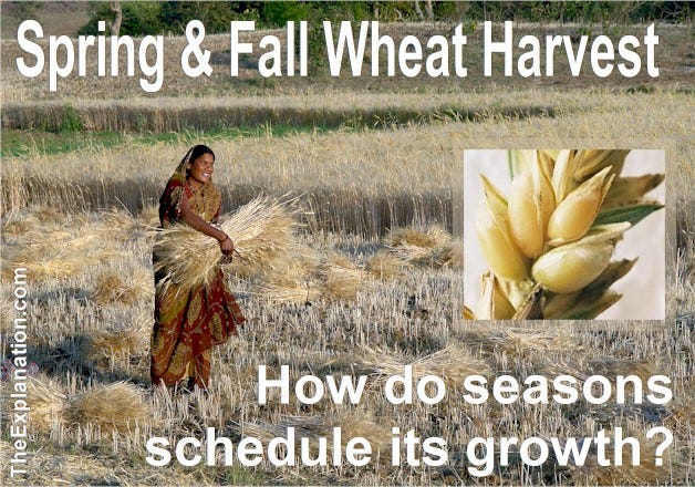 Spring and Fall Wheat Harvest … one of the biggest domesticated crops in the world and the seasons schedule its growth.