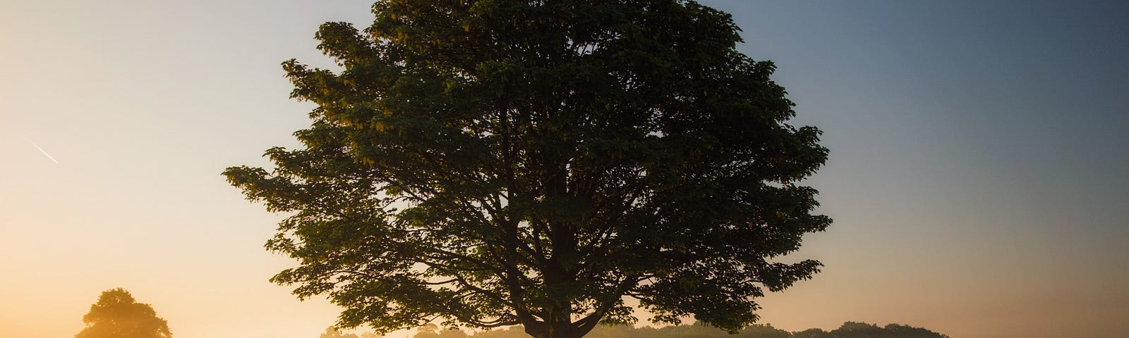 What Do You Know About The Energy Of Trees?