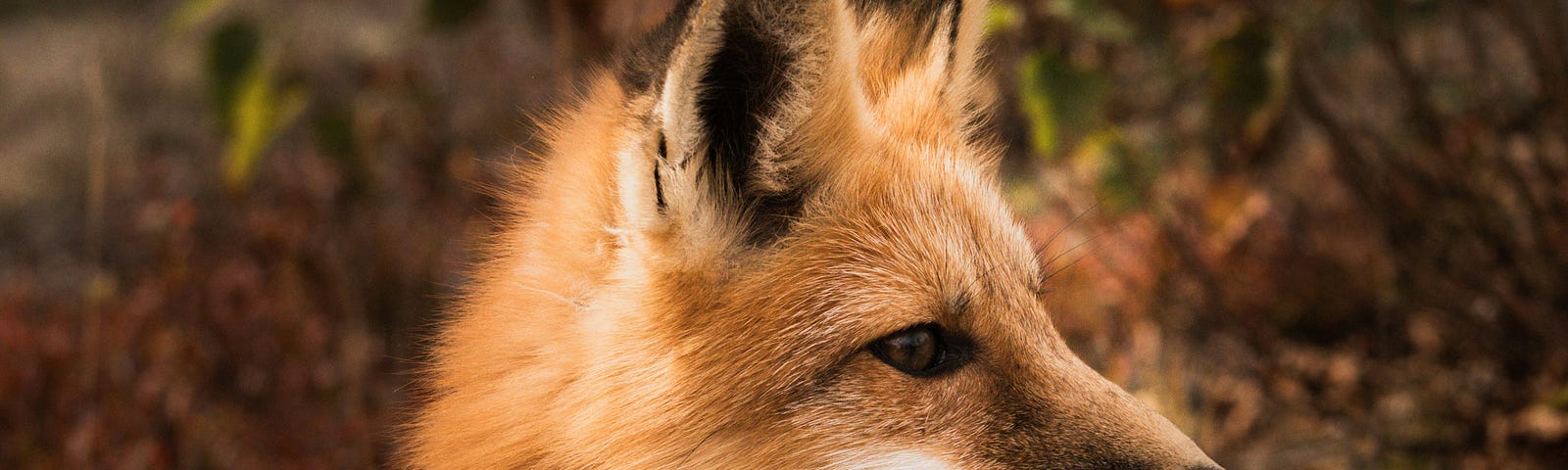 a reddish brown fox staring off into the distance to the right