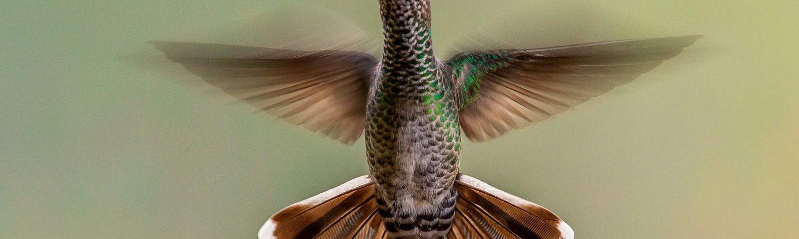 Hummingbird in flight