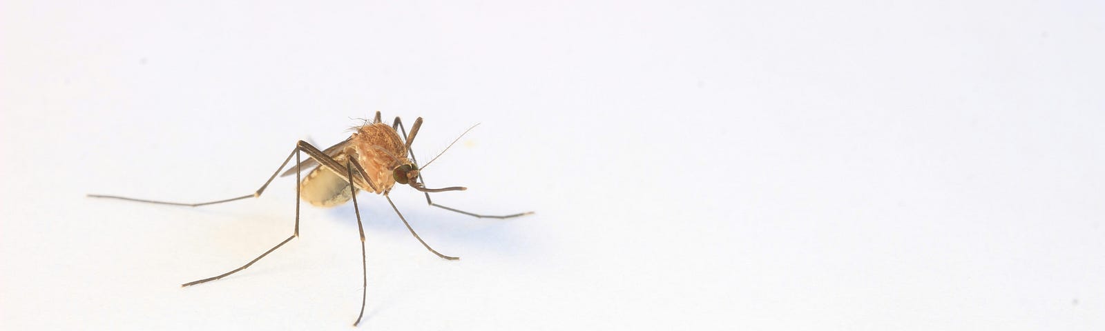 an image of a  mosquito