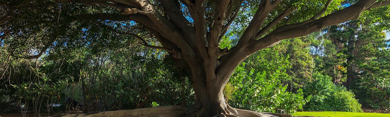 A large tree with extensive, visible roots spreading out across the ground, symbolizing the deep and far-reaching impact of actions and behaviors.