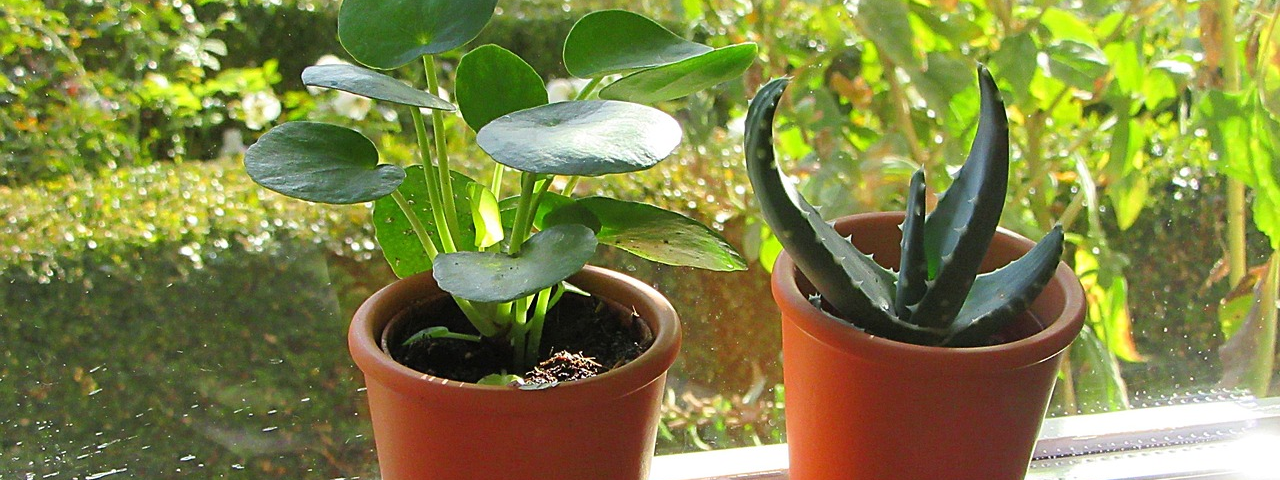 Sunny window with two small succulent plants on a window sill. View of trees and plants outside.