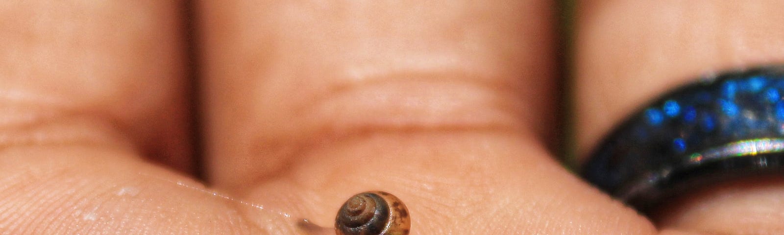 Tiny snail on a zoomed in picture of a hand