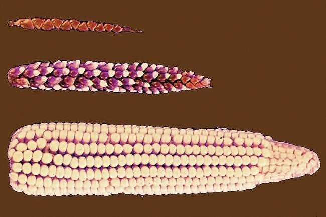 Evolution of corn from teosinte