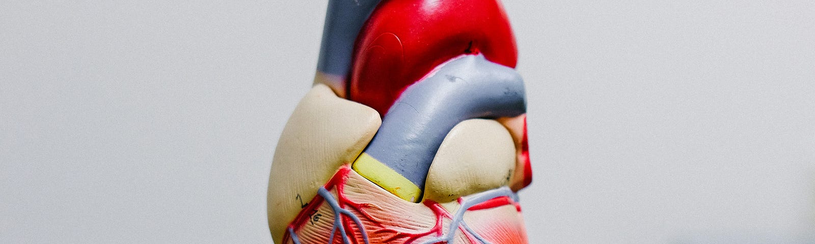A plastic recreation of a realistic human heart.