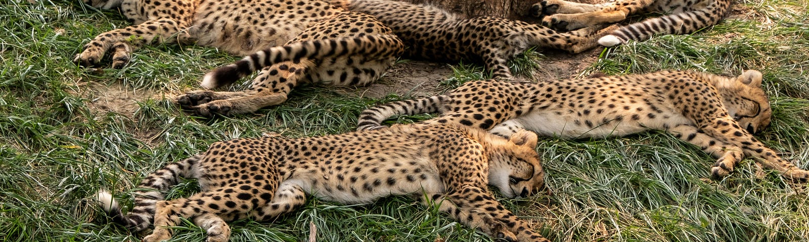 Six Cheetahs lay sleeping in green grass around a large tree trunk.