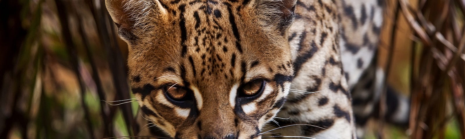 Ocelot