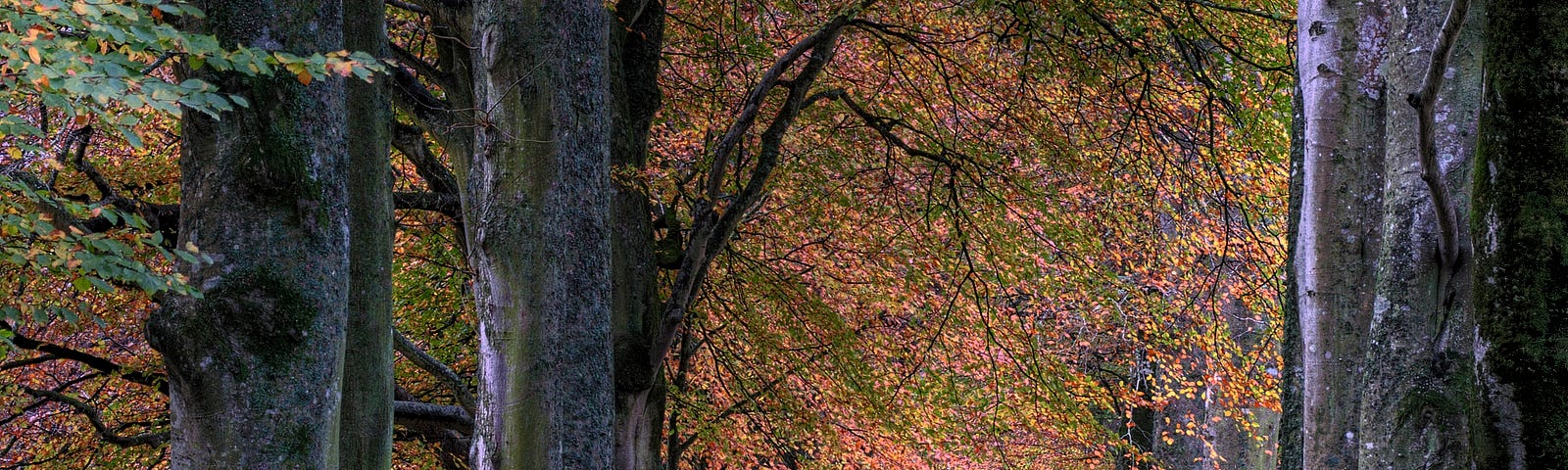 A trail through some woods in the autumn. Leaves are green, red, and yellow.