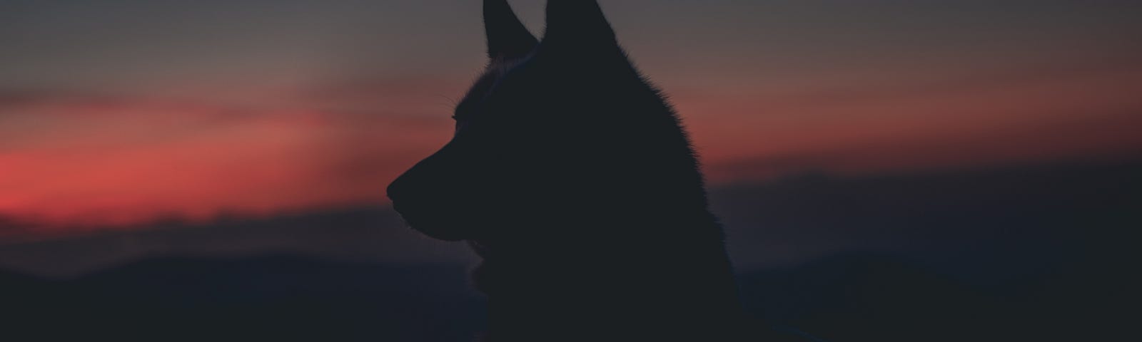 A wolf or dog in sillhoette against a red sky