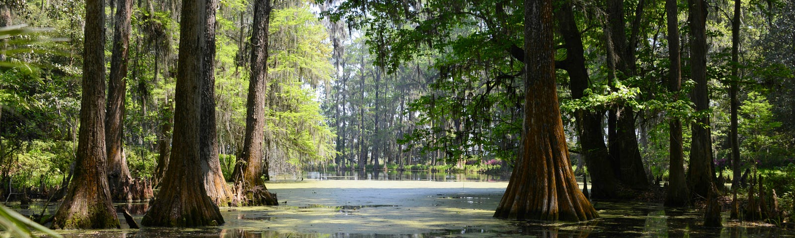 Photo of a swampland or bayou