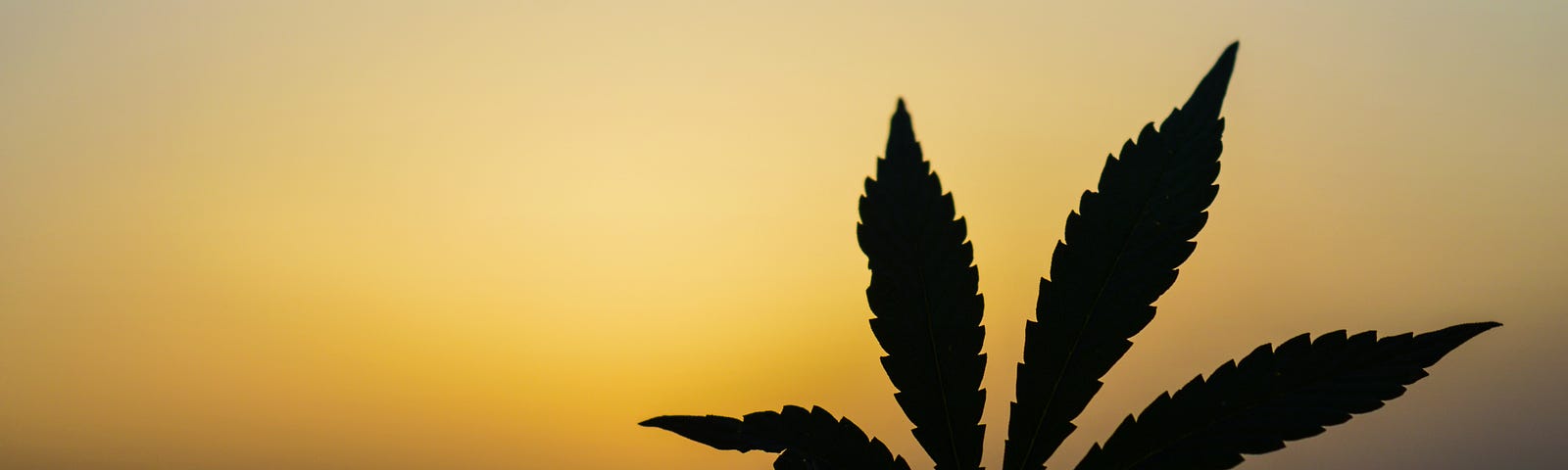 A single marijuana leaf is seen at the right of the image. The sun sets in the distance.