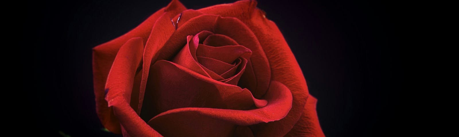 A single red rose with a black background.