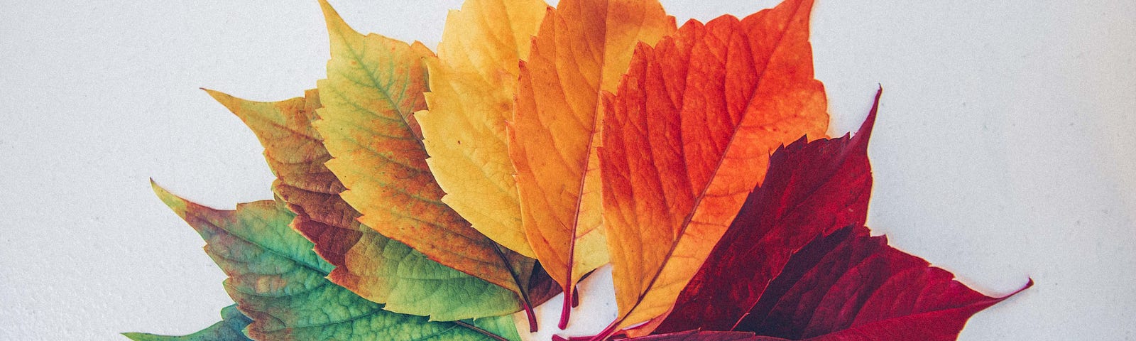 A bunch of leaves with different shades depicting the change of nature.