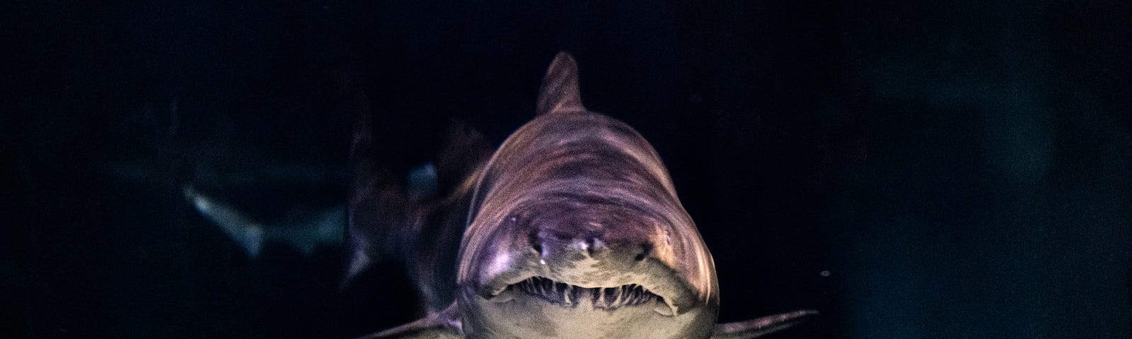 From the murky depths of the ocean, a shark stares menacingly.