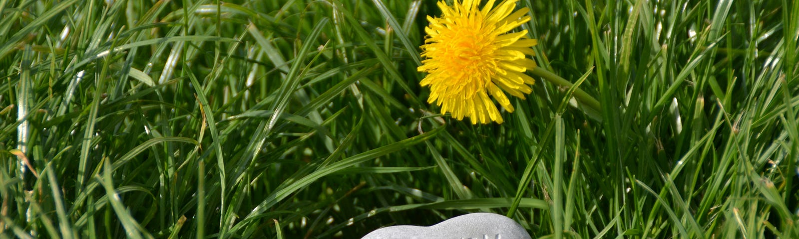 Photo of grass with a flowering dandelion, on the grass a heart-shaped rock that has the phrase “happy” engraved