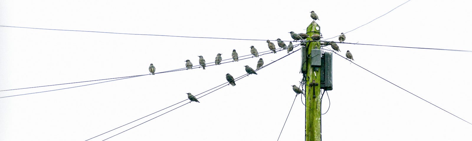 Birdes perched on power lines