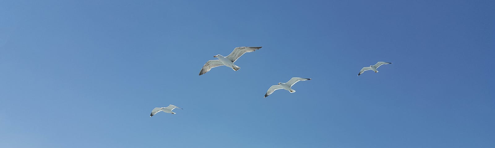Gulls flying against a clear blue sky.