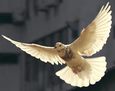 A thrilling dove with spread wings in full flight illuminated in light from underneath.