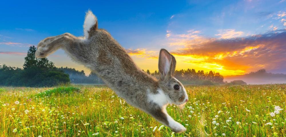 A brown and white rabbit jumps into grass with sunrise in the background