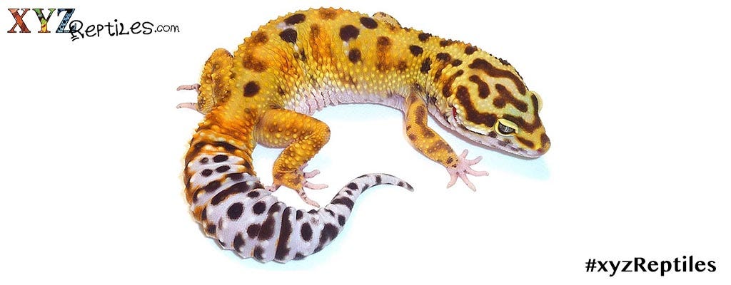 exotic lizards for sale