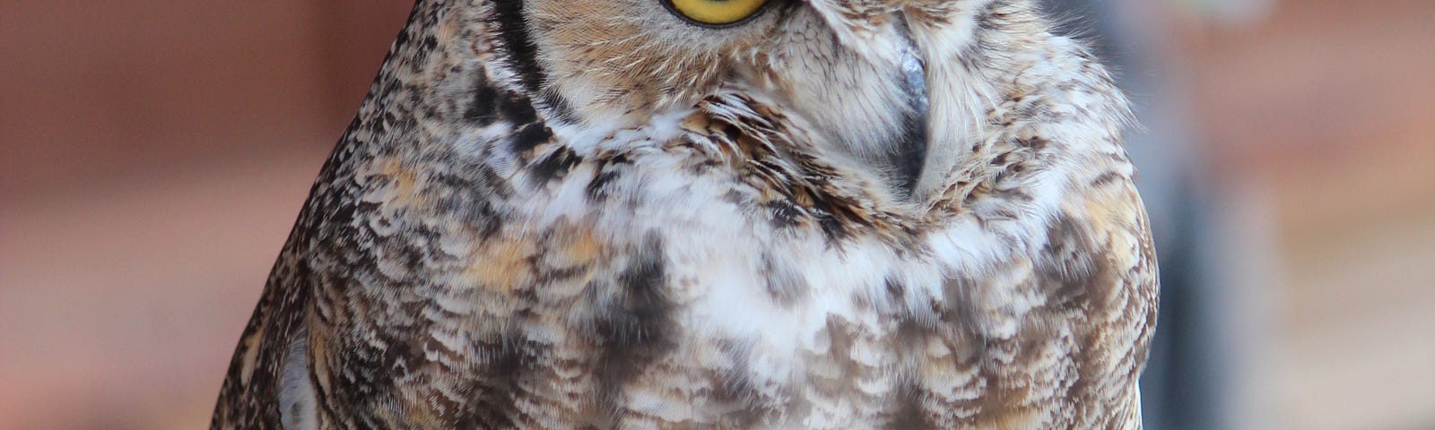 Great horned owl specimen in a museum