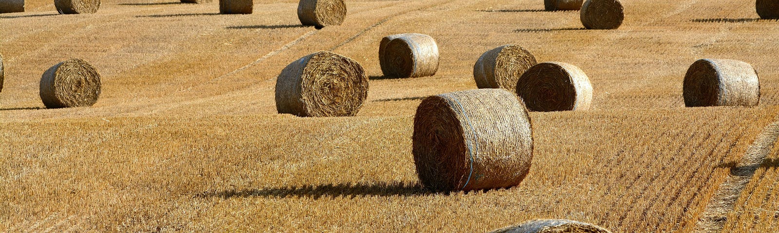 Haystacks on a field