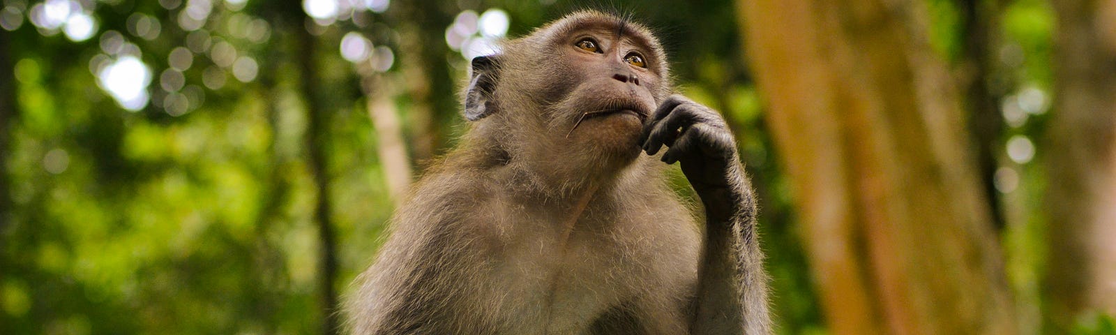 Monkey sitting on a stone in the forest pensive. Thinking and Reality is not the same.
