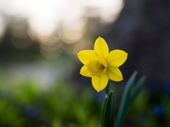 daffodil, yellow