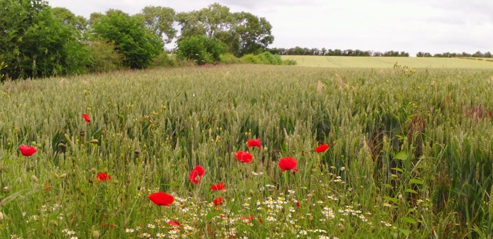 A field of red poppies and white daisies with a grouping of trees in the mid-ground and agricultural fields in the background.