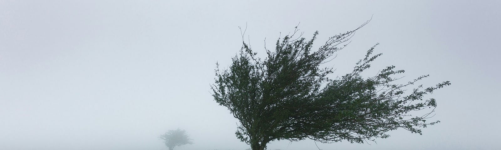 A tree blowing in the wind.