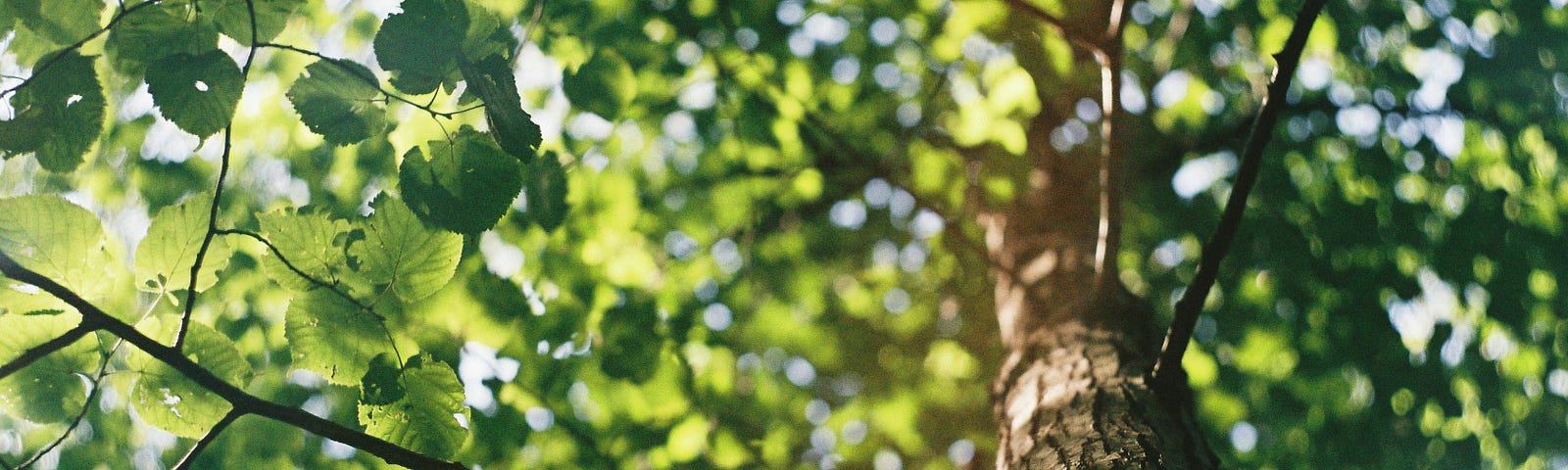 Looking up at the interior of a tree with green branches spread around a tall, brown trunk. Sunlight filters through the thick leaves, creating a dappled interior under the branches.