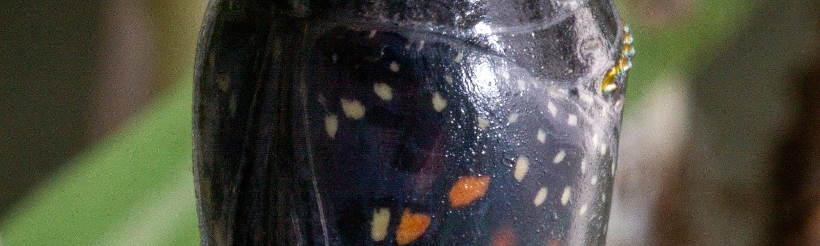 butterfly enclosed in its cocoon — chrysalis