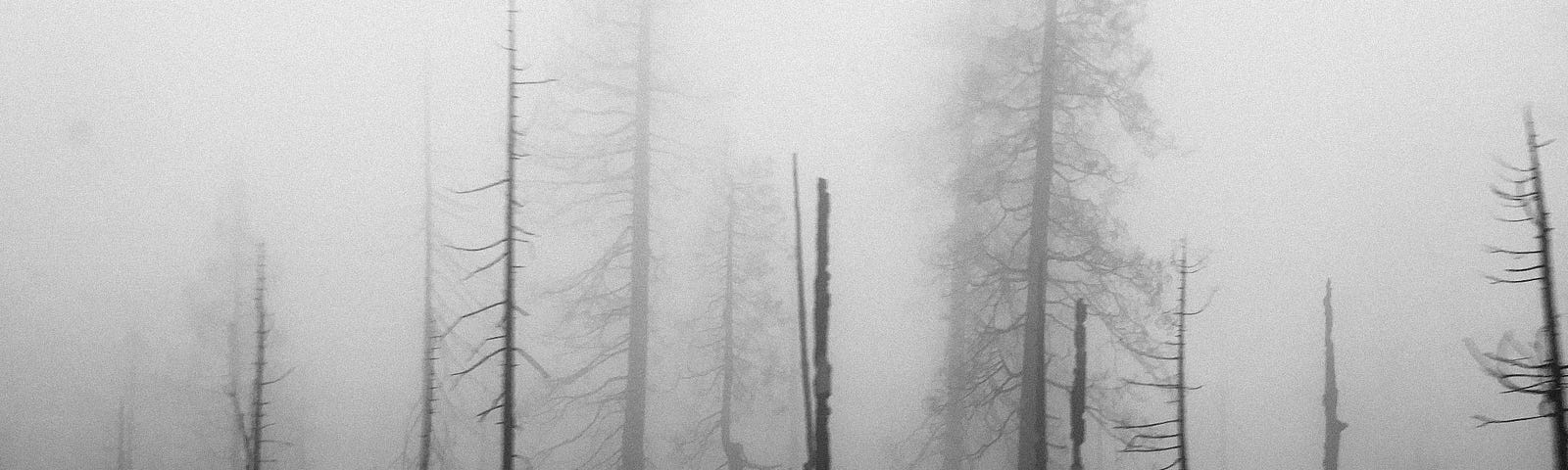 Dead trees in the mist