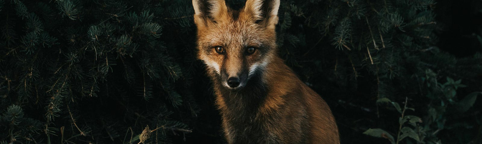 A fox sitting in the shadows with a backdrop of thick pine leaves