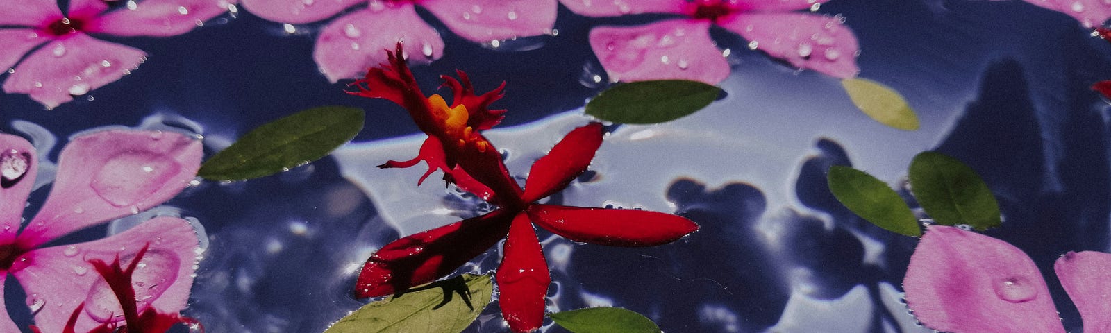 Various flowers floating gently on the river