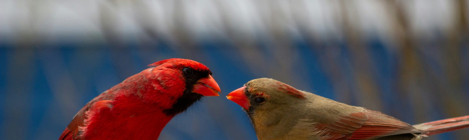 A male and female cardinal sitting on a fence