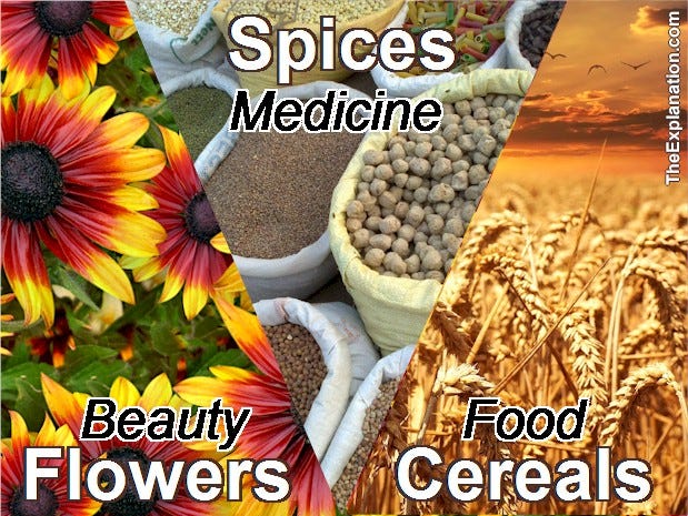 Flora: Flowers for beauty, oxygen. Spices for health, medicine, and flavor. Cereal for food and fertilizer.