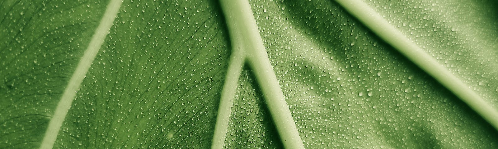 Collard greens are about as big as a grown man’s hand before they're cooked. They're green, of course, thicker than spinach leaves, highly nutrition and easy to p;rep;are.