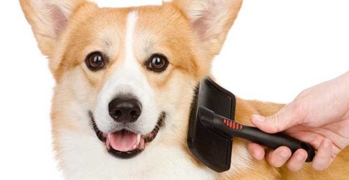 miracle brush for dogs