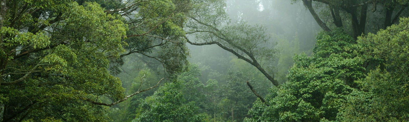 Rainforest canopy