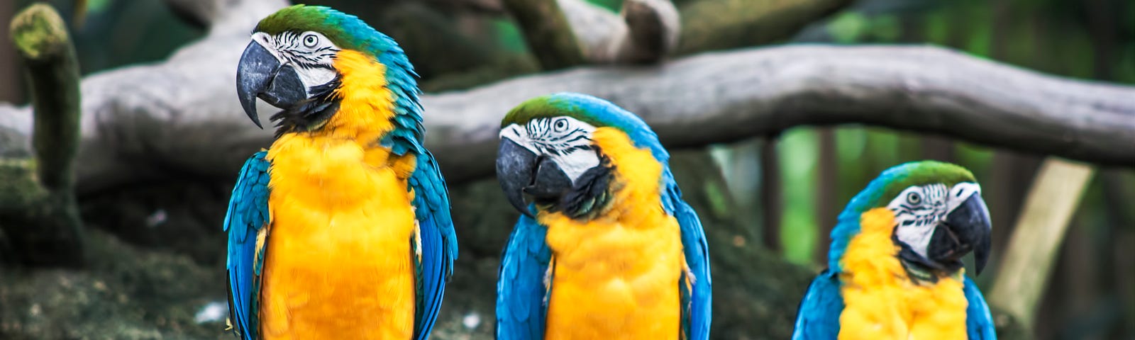 Three blue and yellow parrots on a branch.