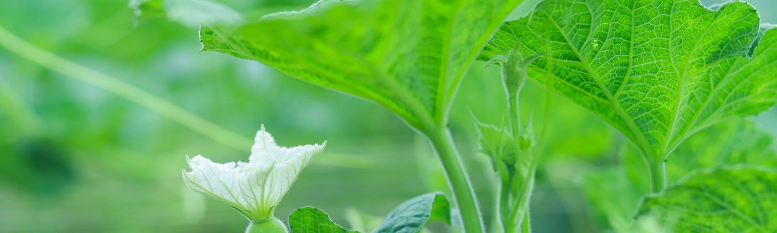 photo of young okra plants with small blossoms just beginning.